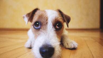 Quels sont les bruits qui peuvent stresser votre chien et comment le rassurer ?