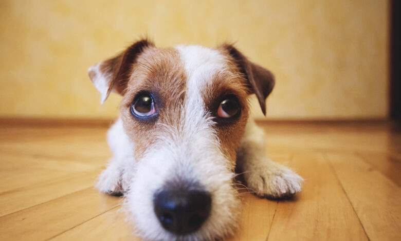 Quels sont les bruits qui peuvent stresser votre chien et comment le rassurer ?