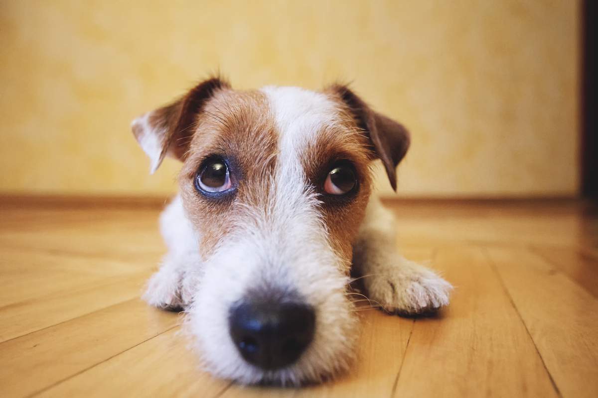Quels sont les bruits qui peuvent stresser votre chien et comment le rassurer ?