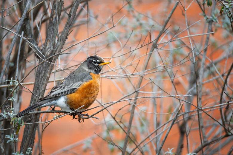 Merle d'Amérique (Turdus migratorius) dans les buissons d'arrière-cour, à la recherche de baies avant de geler la tempête hivernale dans le nord du Texas.