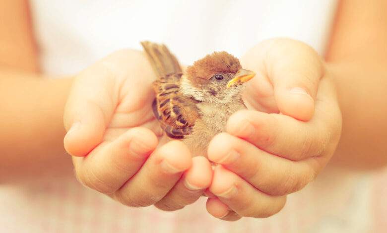 moineau assis dans la main des enfants