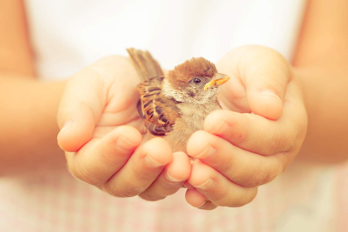 moineau assis dans la main des enfants