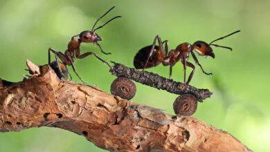 Les fourmis travailleuses sont un mythe, environ 60% d'entre elles sont de grosses feignantes explique cette étude