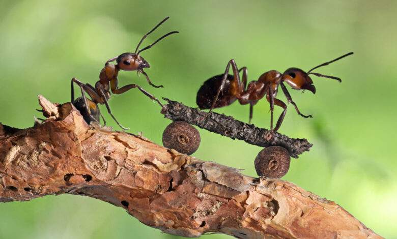 Les fourmis travailleuses sont un mythe, environ 60% d'entre elles sont de grosses feignantes explique cette étude
