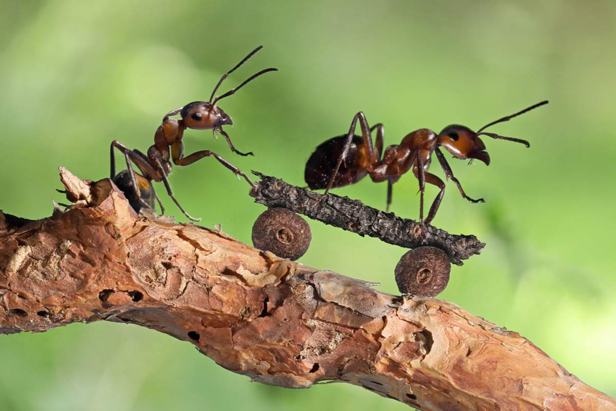 Les fourmis travailleuses sont un mythe, environ 60% d'entre elles sont de grosses feignantes explique cette étude