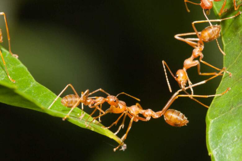 Les fourmis se vomissent dans la bouche pour créer des liens sociaux et échanger des informations