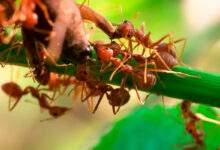 Les fourmis se vomissent dans la bouche pour créer des liens sociaux et échanger des informations