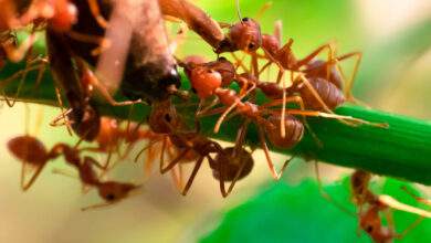 Les fourmis se vomissent dans la bouche pour créer des liens sociaux et échanger des informations