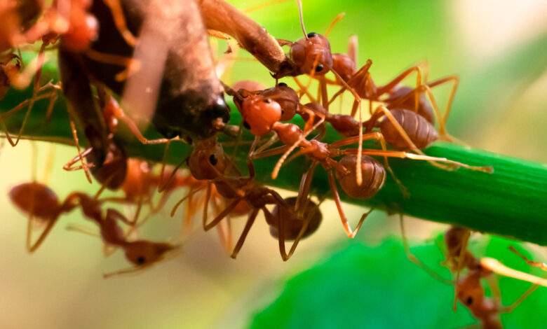 Les fourmis se vomissent dans la bouche pour créer des liens sociaux et échanger des informations