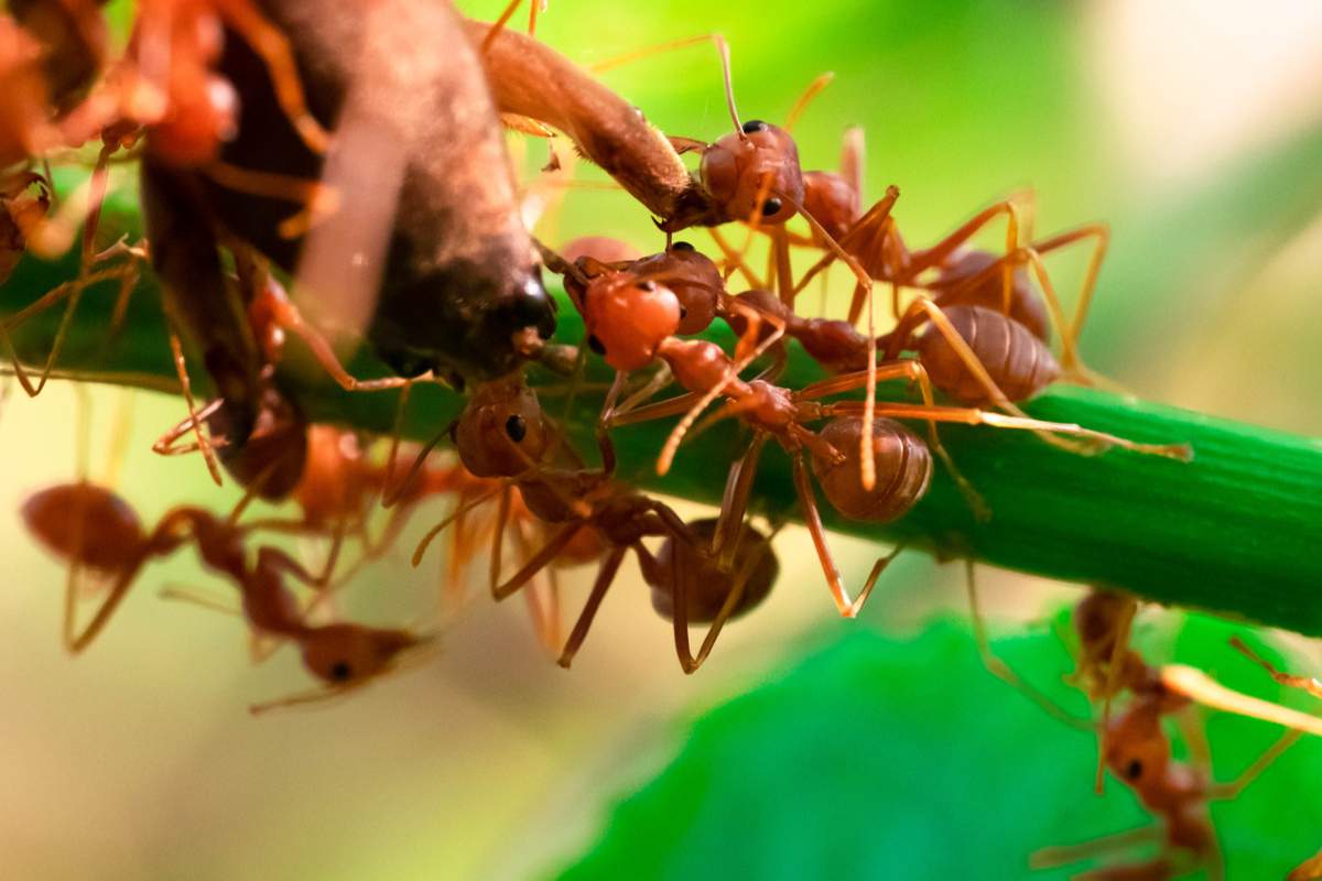 Les fourmis se vomissent dans la bouche pour créer des liens sociaux et échanger des informations