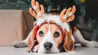 Quand les fêtes de Noël deviennent un danger mortel pour vos animaux de compagnie