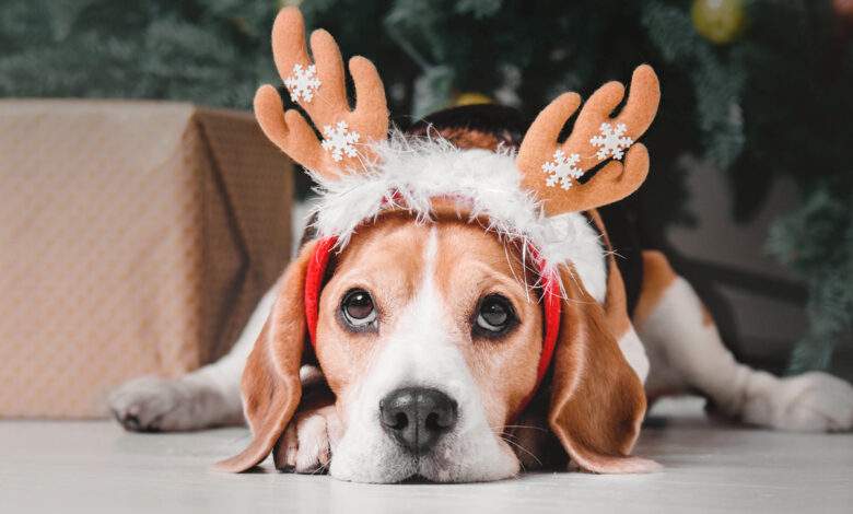 Quand les fêtes de Noël deviennent un danger mortel pour vos animaux de compagnie