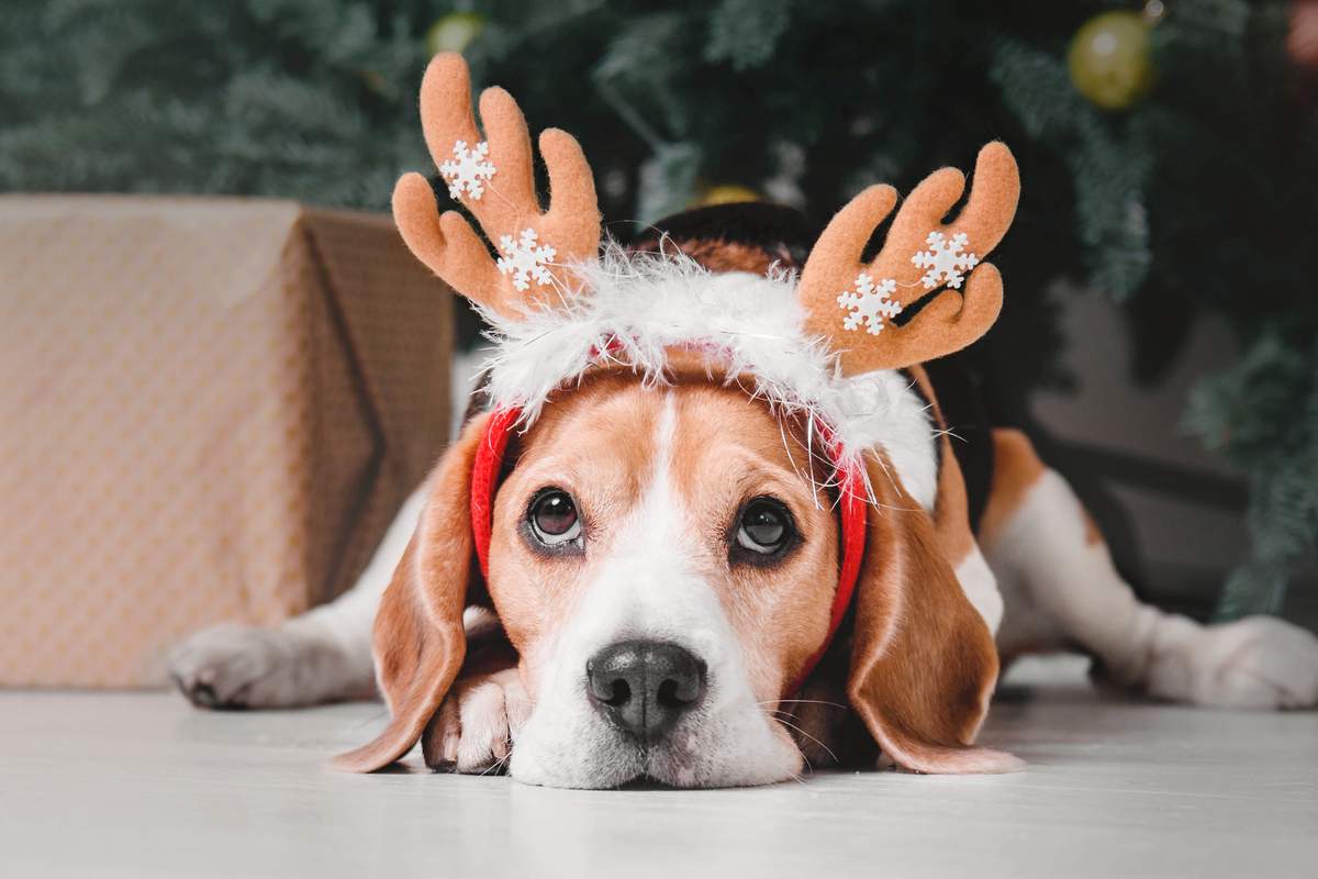 Quand les fêtes de Noël deviennent un danger mortel pour vos animaux de compagnie