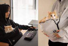 Meowgaroo : un sweat avec une poche kangourou intégrée pour accueillir votre chat devant les écrans