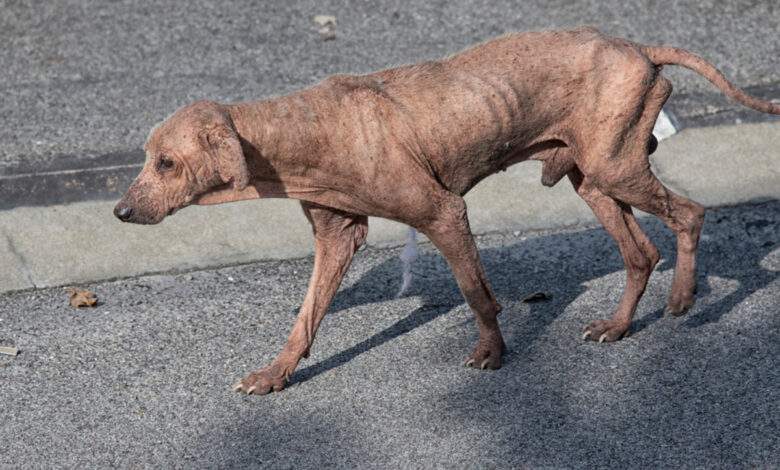 Comment réagir face à un animal en détresse ?