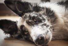 Un border Collie blessé