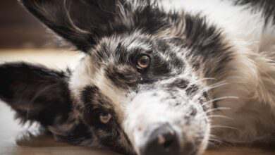 Un border Collie blessé