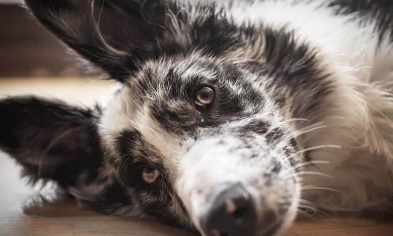 Un border Collie blessé