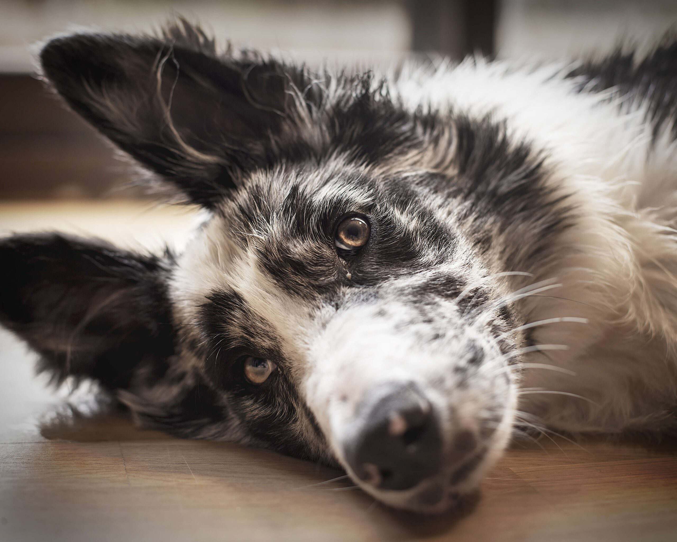 Un border Collie blessé