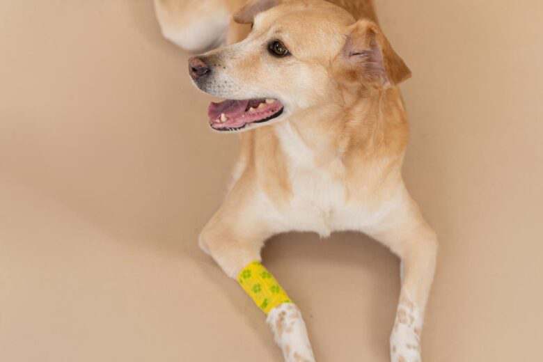 chien blessé à la patte avec un bandage
