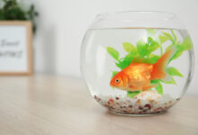 Un bocal boule pour poisson rouge