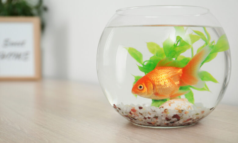 Un bocal boule pour poisson rouge