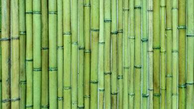 Une technologie pour remplacer l'acier par du bambou pour des maisons à faible émission de carbone