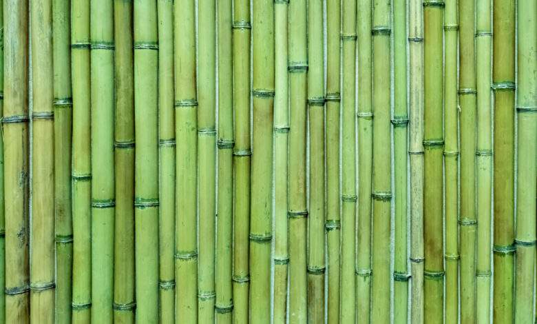 Une technologie pour remplacer l'acier par du bambou pour des maisons à faible émission de carbone