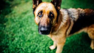 Chien Berger Allemand Debout Sur L'herbe Verte