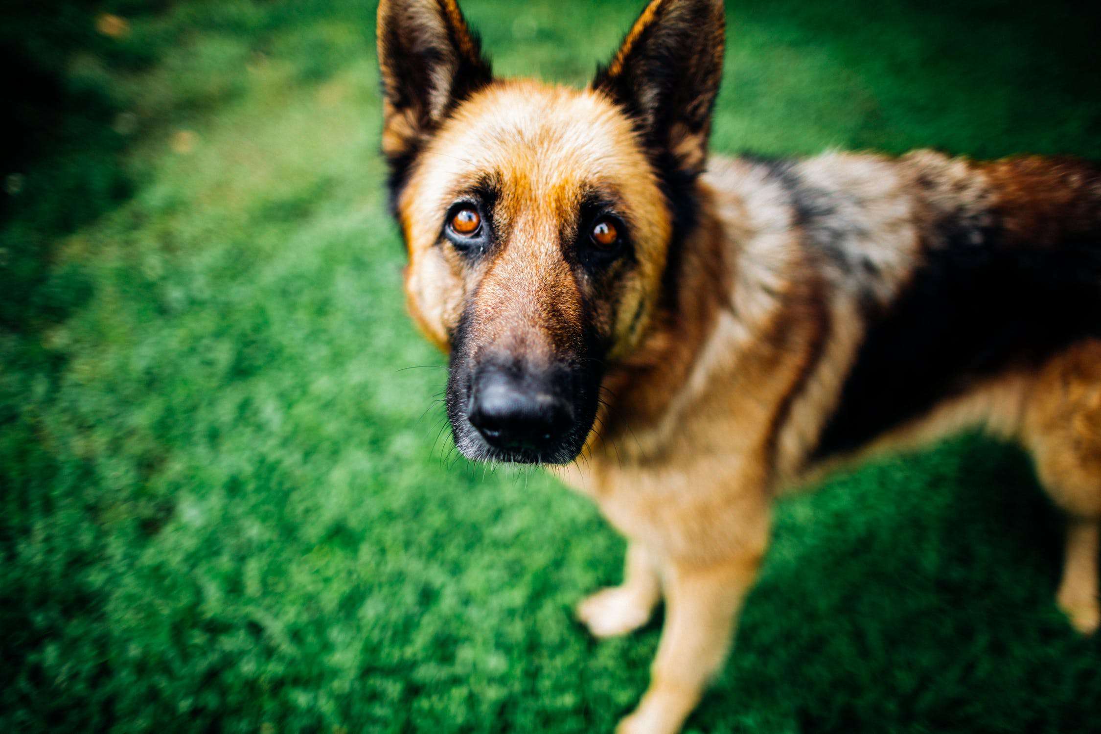 Chien Berger Allemand Debout Sur L'herbe Verte