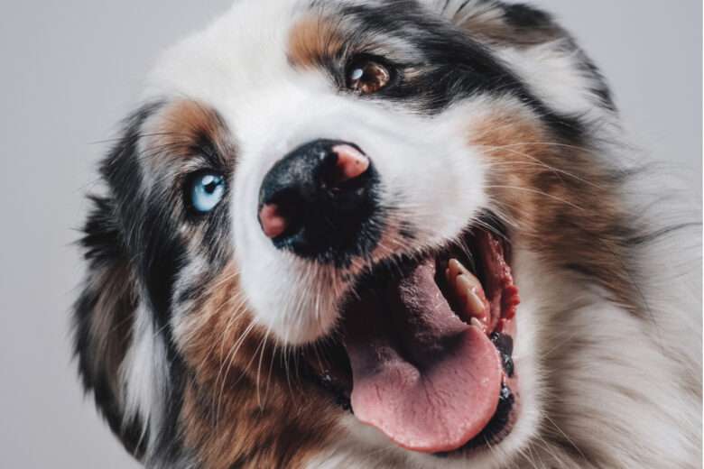 Berger Australien avec les yeux marron et bleu