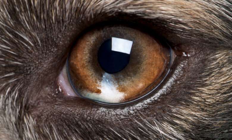 Gros plan sur l'oeil d'un berger Australier