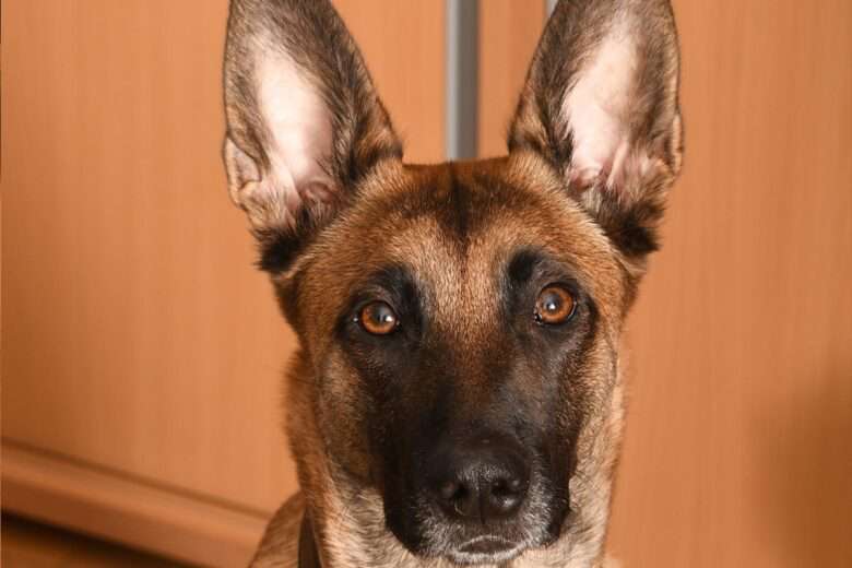 Berger Malinois