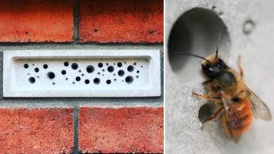 des briques pour protéger les abeilles (Bee Brick)