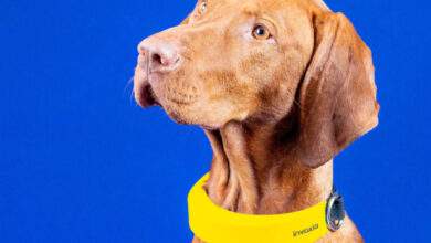 Un collier capable de prévenir des problèmes cardiaques de votre chien.