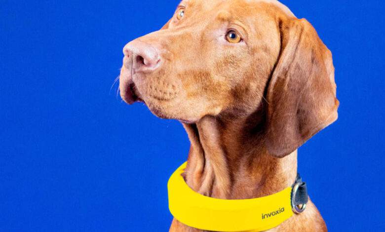 Un collier capable de prévenir des problèmes cardiaques de votre chien.