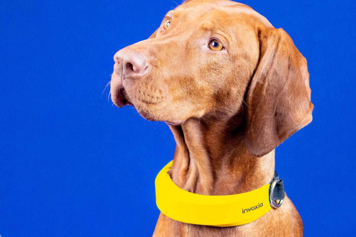 Un collier capable de prévenir des problèmes cardiaques de votre chien.
