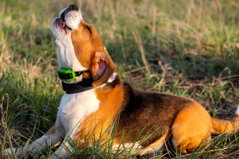 collier de chien anti-aboiement