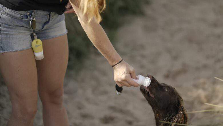 Un tube de récompenses pour les dressage de chien