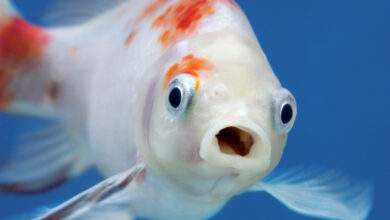 Un poisson avec une grande bouche ouverte et de grands yeux dans un aquarium