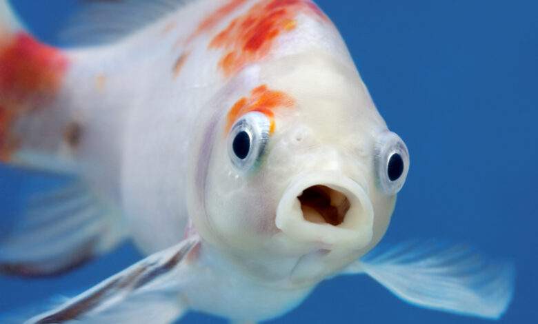 Un poisson avec une grande bouche ouverte et de grands yeux dans un aquarium