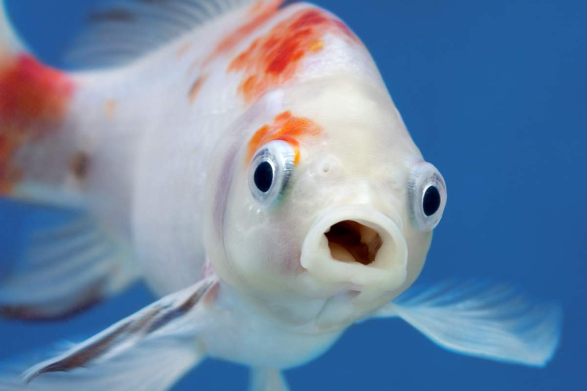 Un poisson avec une grande bouche ouverte et de grands yeux dans un aquarium