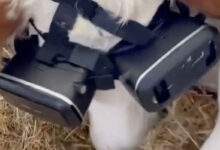 Un agriculteur turque coiffe ses vaches de casques VR pour les rendre plus productives...