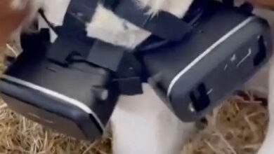 Un agriculteur turque coiffe ses vaches de casques VR pour les rendre plus productives...