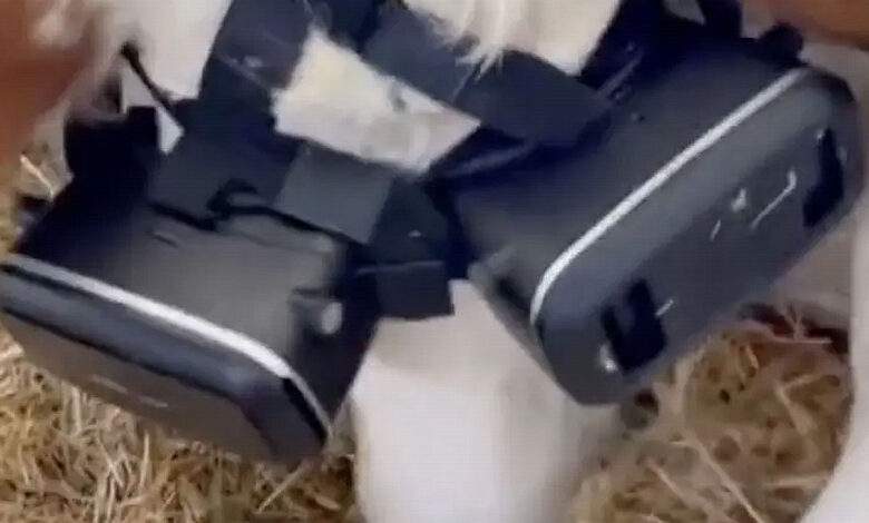 Un agriculteur turque coiffe ses vaches de casques VR pour les rendre plus productives...