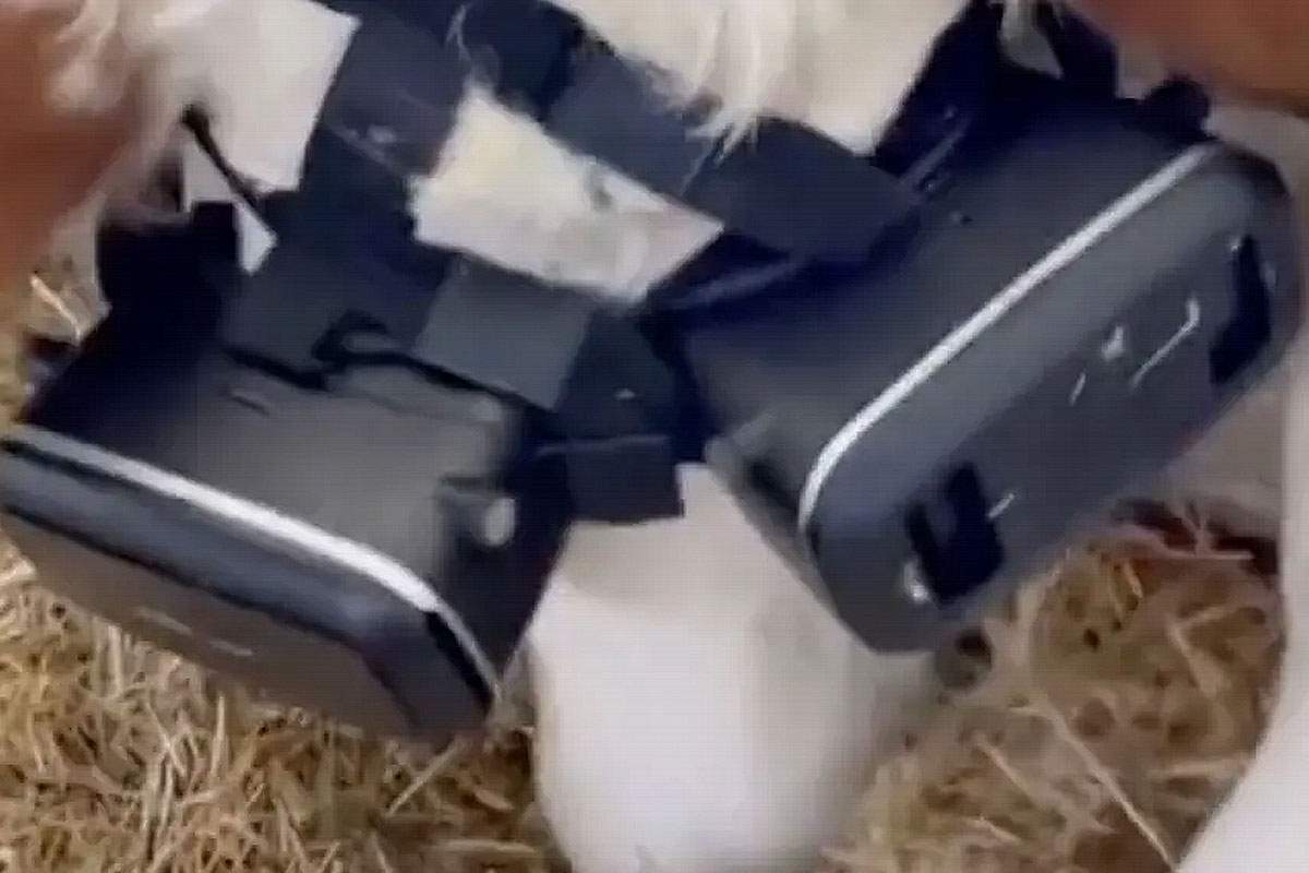 Un agriculteur turque coiffe ses vaches de casques VR pour les rendre plus productives...