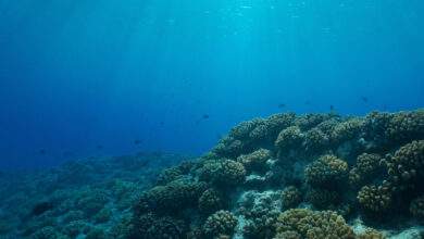 Une nouvelle théorie suggère que la vie serait apparue grâce à l’hydrogène