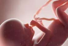 Un fœtus dans un utérus artificiel