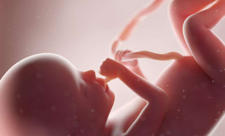 Un fœtus dans un utérus artificiel