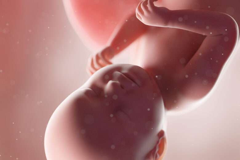 Un utérus artificiel pour créer des fœtus 